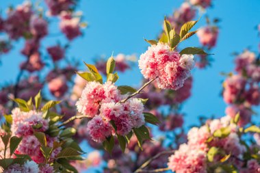 Açık mavi gökyüzüne karşı pembe çiçek ağacının yakın çekimi, muhtemelen kiraz çiçekleri ya da benzer, doğal aydınlatma, yumuşak gölgeler, yeşil yapraklar, gizli fotoğraf tarzı