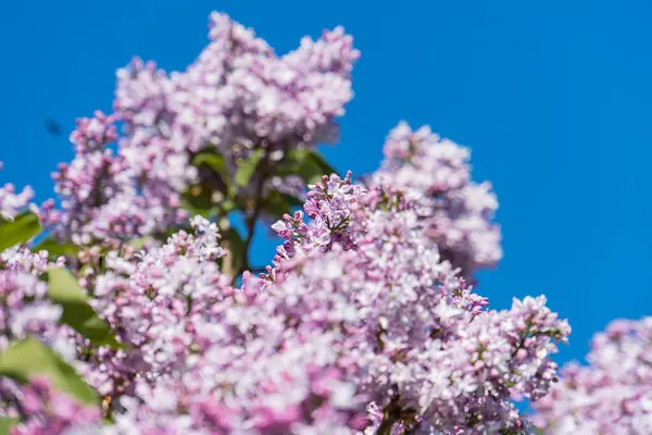 Pembe çiçek açan ağaç leylağının yakın plan görüntüsü, yukarı doğru perspektif, açık mavi gökyüzü, parlak gün, bol güneş ışığı