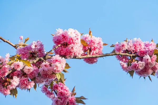 Açık mavi gökyüzüne karşı açan pembe ağaç dalının yakın plan görüntüsü çeşitli çiçek aşamaları, zıt renkler, bir taraftan gündüz aydınlatması