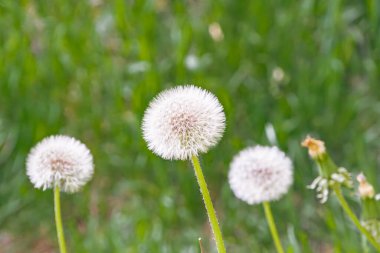 İki karahindiba tohumu başıyla yeşil çimenlerin arasında, doğal ışıklandırma, sığ alan derinliği