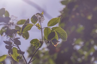 Bulanık bir arka plan, doğal stil, yumuşak gölgeler, sabah ya da öğleden sonra aydınlatma, ayırt edilemez dutlar ile yeşil yaprakların yakın görüntüsü