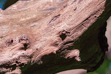 Yıpranmış ağaç gövdesine yakın çekim, belirgin düğümler, değişken kahverengi gölgeler ve küçük çatlaklar dış mekan ayarı, doğal ışıklandırma gölgeler yaratır ve gölgeler oluşturur Perspektif kusurludur!