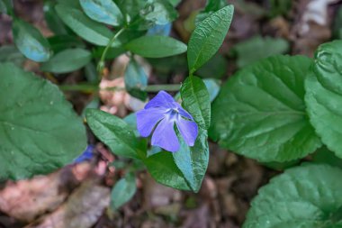 Nemli orman zemininde canlı mavi çiçeğin yakın çekimi, yemyeşil yapraklarla çevrili, bulanık arka plan, yumuşak yayılmış ışık, sakin atmosfer