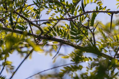 Tam yeşil yapraklı bir ağacın yakın görüntüsü, bir dalda tünemiş bir kuş, parlak güneş ışığı, derinlik perspektifi ve gökyüzü arkaplanı