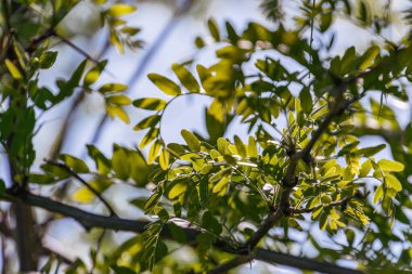 Canlı yeşil yapraklı ağaç dallarının yakın görüntüsü, benekli güneş ışığı, yoğun bitki örtüsü, gökyüzü genişliyor, yukarı doğru perspektif, yemyeşil ve sarı renkler, gerçekçi
