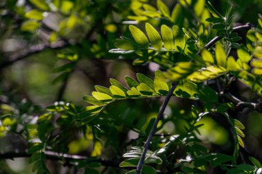 Açık havada yoğun, katmanlı yeşil yaprakların yakın görüntüsü şafak veya alacakaranlık aydınlatmasını akla getiriyor. Yumuşak gölgeli detaylı doku, yapay yapılar veya insanlarla karşılaşan insanlar yok.