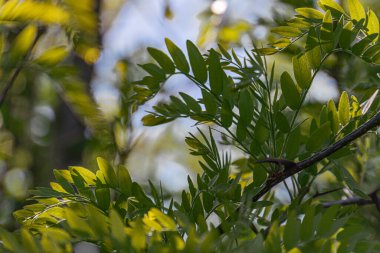 Yeşil, sağlıklı ve benekli güneş ışığı desenli ağaç yapraklarının yakın plan çekimi, muhtemelen daha sıcak aylarda çekilmiş ışık kaynağı üst tarafları, gölgeleri ve gölgeleri işaret ediyor.