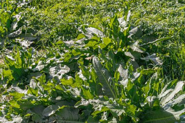 Geniş yapraklı, çeşitli yetişen bitkilerin yakın görüntüsü, gündüz doğal ışıklandırması, yoğun bir şekilde paketlenmiş otsu sınır veya vahşi alan, gölge varyasyonlu yeşil yapraklar, insan varlığı yok, samimi bir fotoğraf.