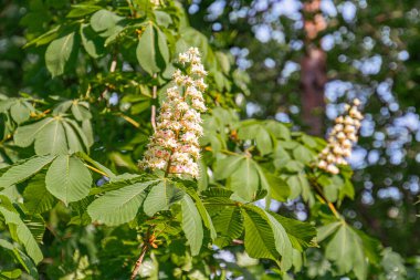 Açık havada, parlak doğal ışık altında yemyeşil yapraklarla çevrili, birden fazla beyaz çiçeğin yakın görüntüsü.