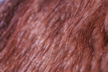 Yakın plan kıvrımlı kızıl saçlı, çilek sarışınından bordo sarışına kadar gözlüklü, yakın zamanda biçimlendirilmiş veya tedavi edilmiş, bulanık, doğal bir arka plan markası yok, gerçekçi bir fotoğraf tarzı.