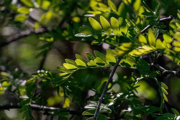 Açık havada yoğun, katmanlı yeşil yaprakların yakın görüntüsü şafak veya alacakaranlık aydınlatmasını akla getiriyor. Yumuşak gölgeli detaylı doku, yapay yapılar veya insanlarla karşılaşan insanlar yok.