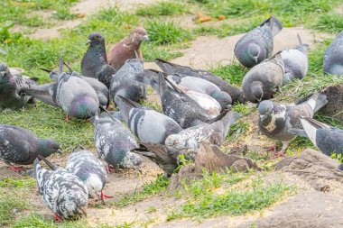 Gri ve beyaz güvercinlerin, açık ve çıplak bir alanda yiyecek arama veya dinlenme sahnesinin olduğu sakin bir açık hava görüntüsü. İnsan ya da hayvan varlığı yok. İnsan yapımı nesneler bile erken saatlere ait olduğunu gösteriyor.