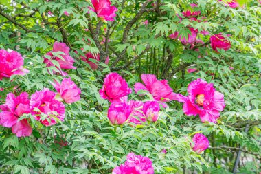 Çiçek açan kiraz çiçeklerinin yakın plan resmi, pembe yapraklar, değişik renk yoğunluğu, yumuşak kenarlar, yeşil yeşillik bulanık arka plan, bokeh etkisi, doğal ışıklandırma, metin yok veya insanlar