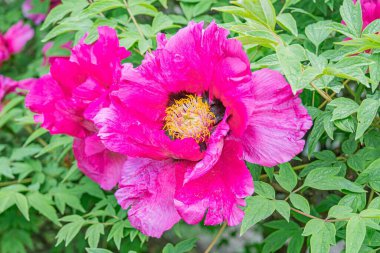 Yumuşak taç yaprakları ve zıt sarı pudingli pembe kiraz çiçeğinin yakın plan görüntüsü daha fazla kiraz çiçeği nea ima eden bulanık arka planla çevrili daha büyük bir ağaçtandır.