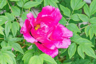 Çoklu taç yapraklı canlı bir pembe çiçeğin yakın çekimi, koyu kenarlardan soluk merkeze doğru zengin bir kıvrım, çeşitli boyutlarda ve şekillerde yeşil yapraklar, belirsiz doğal arkaplan.
