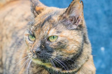 Bir tekir kedinin yakın plan görüntüsü, baş sağa döndü, uyarı ifadesi, koyu kahverengi işaretler, yüz ve karın altında hafif yamalar, doğal fotoğraf tarzı, üst gövdeye odaklanma