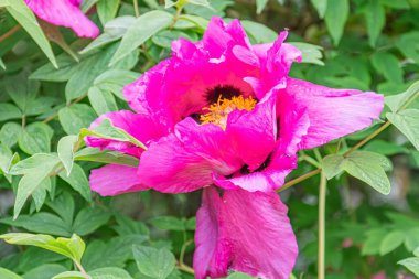 Kiraz çiçeklerinin tam çiçek açışının yakın plan görüntüsü, ince desenli canlı pembe taç yaprakları, açık sarı renkler, odaksız yeşil bahçe arka planı.