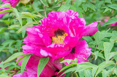 Daha küçük tomurcuklar ve yeşil yapraklarla çevrili canlı pembe bir çiçeğin yakın plan görüntüsü bulutlu ya da yayılmış bir güneş ışığına karşı mevcut metin ya da yapay nesne yok Na