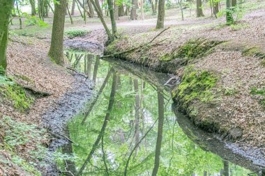 Sakin dere yosunlu kayalar ve yemyeşil bitki örtüsüyle çevrili ormanlık bir alanda, yumuşak sabahın erken saatlerinde, yeryüzü renk paletini yeşil ve kahverengi varyasyonlarla aydınlatacak insan aktivitesi yok