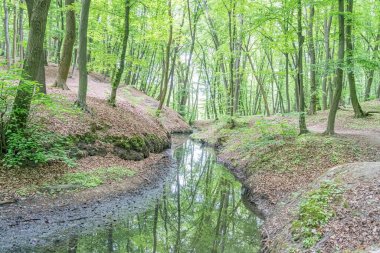 Ormanda dolaşan sığ dere, genç ya da dar dallı ağaçlar huş ağacı, kavak ağacı, sonbahar yaprakları ve enkaz parçaları, benekli gölgelerle gündüz doğal aydınlatma, sakin orman düzeni, gerçekçi.