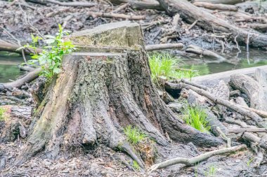 Geniş bir ağaç kütüğünün yakın plan fotoğrafı, sonbahar ormanlık ayarıyla ortalanmış kütük koyu kahverengiden siyah kabuğa kadar sayısız kökleri var ve zemin turuncu ve sarı lea ile kaplı.