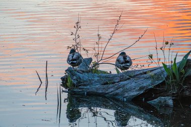 Alacakaranlıkta sakin bir gölde dinlenen ördekler, sakin bir açık hava sahnesi, sonbahar veya sonbahar sonu, portakal ve pembe gökyüzü, ağaç dalı, kahverengi ve yeşil yapraklar, dingin bir atmosfer, doğalcılık, her biri yükseltilmiş