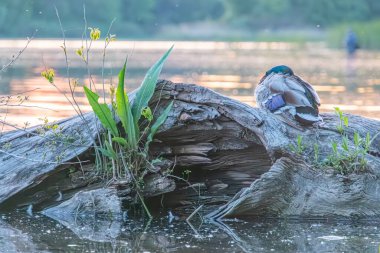 Büyük yosunlu kaya, tek ördek yeşil kafa, sarı gagalı, sakin su dalgaları, yansıma, uzak jeolojik özellikler, yeşiller, maviler, ılık tüy renkleri, gerçekçi fotoğraf, vahşi yaşam ortamı, g