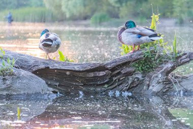 Kayalık çıkıntılarda iki ördek, sakin su, sakin doğa sahnesi, toprak tonlar, güneş ışığı yansıması, arka planda yeşillik, hafif açılı perspektif.