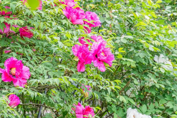 Çiçek açan kiraz ağaçları, yemyeşil gölgelikler, yeşil yapraklar kontrastlar, doğal ışıklandırma, açık hava manzarası, gündüz saatleri..