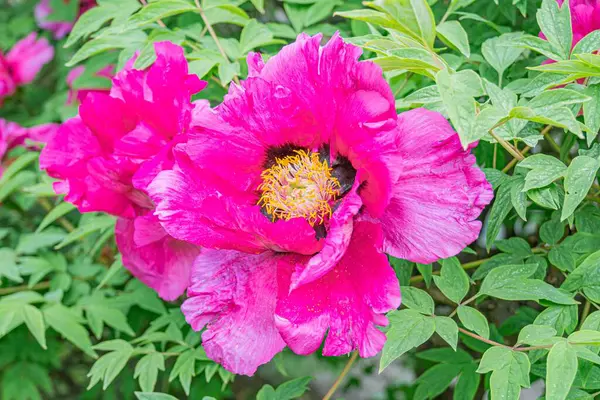 Yumuşak taç yaprakları ve zıt sarı pudingli pembe kiraz çiçeğinin yakın plan görüntüsü daha fazla kiraz çiçeği nea ima eden bulanık arka planla çevrili daha büyük bir ağaçtandır.