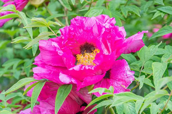 Daha küçük tomurcuklar ve yeşil yapraklarla çevrili canlı pembe bir çiçeğin yakın plan görüntüsü bulutlu ya da yayılmış bir güneş ışığına karşı mevcut metin ya da yapay nesne yok Na