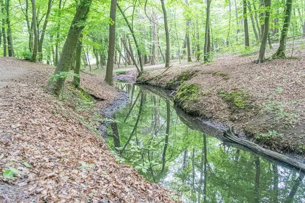 Dönen bir dere, ağaçlık bir alanda yere dökülen yapraklarla ağaçları yansıtır. Derinlik, derenin uzaklarda kaybolduğu yer tarafından verilir. Sahne güneşli olur..