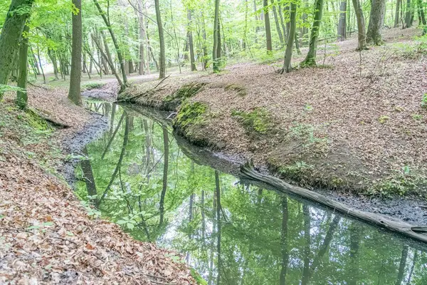 Dağılmış yapraklar, yoğun yapraklar ve yumuşak gündüz aydınlatması ile ağaçlık bir alanda akan sakin bir dere. Yükseltilmiş bir perspektiften alınan insan ya da metin yok.