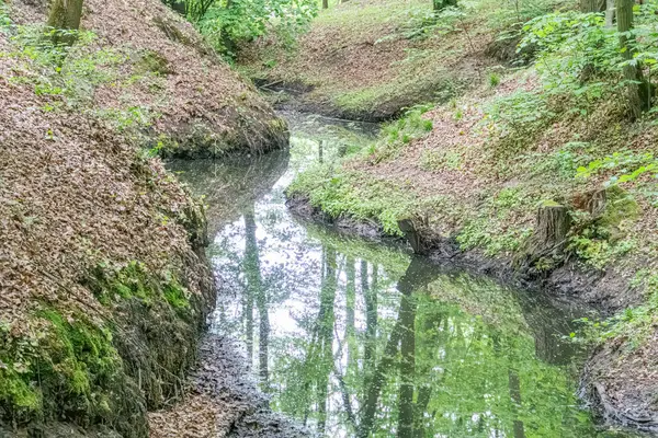 Ormanda dolaşan akarsu, yemyeşil kıyılar, sık yapraklar, doğal ağaçlar, temiz su, eğrelti otları, küçük bitkiler, sabah erken saatlerde aydınlatma, yumuşak gölgeler, dalgalanma etkisi, persp