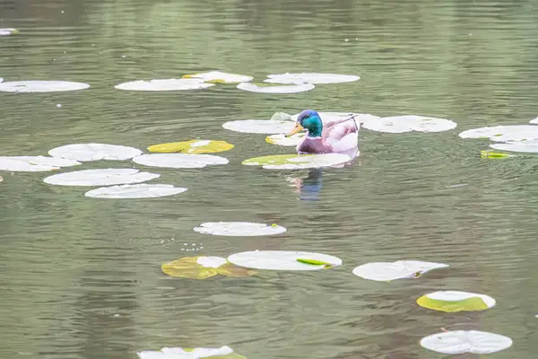 Sakin gölet, nilüfer yaprağı, yüzen bitki örtüsü, yüzen ördek, yiyecek arama içme, sarkık dallar, sakin ortam, hafif aydınlatma, şafak vakti aydınlatma, gerçekçi tarz, filtre ya da manipülasyon yok.