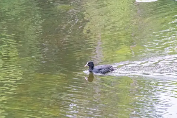 Gölde yüzen ördek, dalgalı su, öğleden sonra aydınlatması, koyu saçlı kahverengi ördek, doğal tarzda..