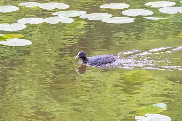 Kara kuş nilüfer yaprağıyla suda yüzüyor, orta harekette yakalanmış, bulutlu gün ışığı, sakin ve sakin atmosfer, insan varlığı yok.