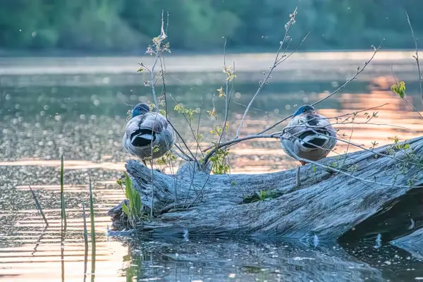 Gün doğumu ya da gün batımı sahnesinde su altında iki kuş muhtemelen yüzen enkaz üzerinde ördek, bir kuş yemi ya da içme, doğal ortam, sessiz renkler, gerçek yaşam tarzı, gelişmiş perspektif.
