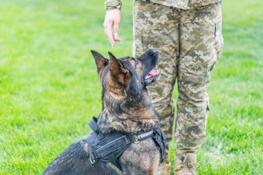 Alman çoban köpeğinin koşum takımının bulunduğu açık hava sahnesi, muhtemelen arama kurtarma ya da askeri operasyonlar için kısmen kamuflaj üniforması içinde görünen kişi köpeğe doğru uzanıyor ve sevgiye işaret ediyor.