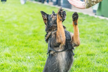 Orta büyüklükteki Alman çoban köpeği, çimlerin üzerinde ön pençelerini kaldırmış açık havada koyu kahverengi ceketi ve daha açık renkli işaretleri vardı. Arka planda bulanık bir görüntü vardı.