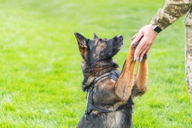 Askeri personel, hem kamuflaj kıyafeti giymiş, hem de dışarıda bir Alman çoban köpeğiyle etkileşime giriyor. Köpek koşuyor, selamlıyor ya da hileli pençelerini uyguluyor. Doğal ortam, gün ışığı.