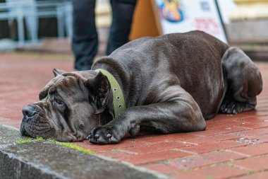 Dışarıdaki bir şehir ortamında, kafası ıslak asfalt bir yüzeye yaslanmış bir askeri Cane Corso köpek, belirsiz bir renk tasmasıyla kaslı ve koyu renk gözlüdür.