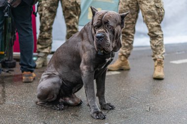 Islak asfalt üzerinde büyük bir askeri köpek, muhtemelen Cane Corso ya da Mastiff tipli, koyu kürklü ve oturma pozisyonunda, arka planda kamuflaj giysileri giymiş, açık havada ayakta duran birkaç kişi var.