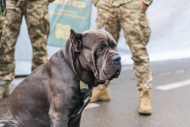 Bir askeri köpek Cane Corso açık hava ortamında, muhtemelen görev başında, yanında üç asker duruyor köpek koyu renk kürklü ve tetikte, sahne hafif bulutlu gün ışığıyla aydınlatılıyor.