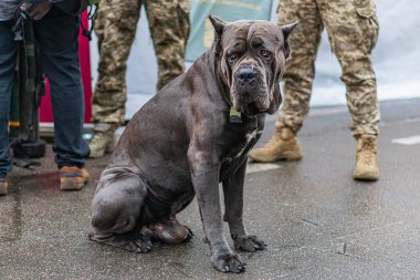 Eski Cane Corso askeri görev, özenli, gri asfalt geçmişi, kamuflaj üniformalı iki askeri personel, gizli fotoğraf tarzı, doğal ışıklandırma