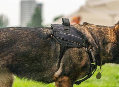 Emniyet kemeri takmış siyah bir Alman çoban köpeği, muhtemelen sınır görevinde olan bir arka planda resmedilmiş. Dayanıklı koşum takımı yararlı ya da yardım öneriyor..
