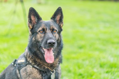 Alman Çoban Köpeği sınır görevinde, kameraya bakıyor, ağzı açık, koyu renk kürklü, cins işaretli, diri kulaklı, uyarı ifadesi, açık yeşil arka plan, doğal ışıklandırma, yumuşak gölgeler, odaklanmış.