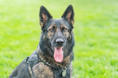 Alman çoban köpeği sınır görevinde, koyu renk ceketli açık renk işaretler, soluk soluğa, yakalı, çimenli alan, toprak parçaları, açık hava koşulları, düz fotoğraf tarzı.