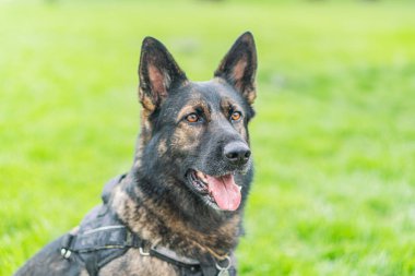 Samimi, açık havada çekilmiş bir fotoğraf, sınırda görevde olan, çimenli bir yüzey üzerinde duran, bakımlı bir Alman çoban köpeğini yakalar köpek tetiktedir, sağa dönük, ağzı açık, muhtemelen nefes nefese ya da...