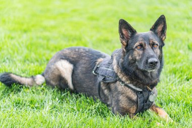 Dışarıda koşumlu bir Alman çoban köpeğinin görüntüsü, yeşil çimlerin üzerinde duruyor, dikkatle kameraya bakıyor doğal gün ışığı yumuşak gölgeler bırakıyor.